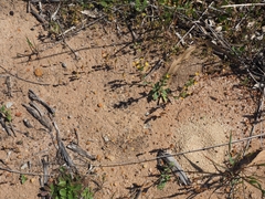 Zaluzianskya divaricata