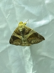 Bastilla arcuata