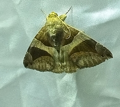 Bastilla arcuata