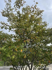Amelanchier arborea
