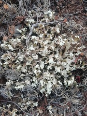 Cladonia foliacea