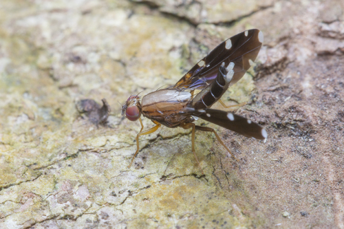 Rioxa discalis