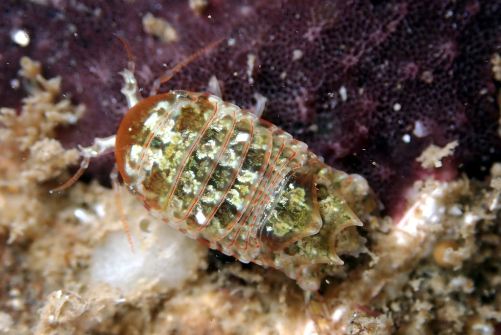 Cilicaea curtispina