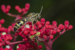 Phalerimeris phalerata