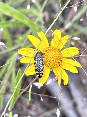 Acmaeodera decipiens