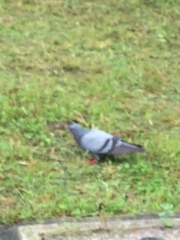 Columba livia domestica