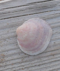 Laevicardium crassum