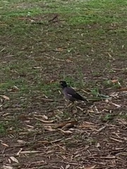 Acridotheres tristis
