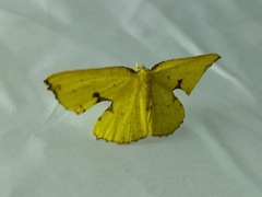 Corymica spatiosa
