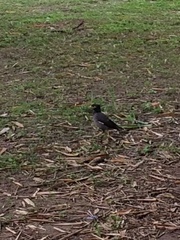 Acridotheres tristis
