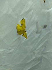 Corymica spatiosa