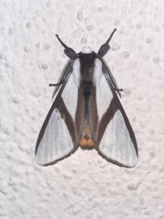 Turuptiana obliqua