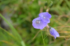 Campanula rotundifolia