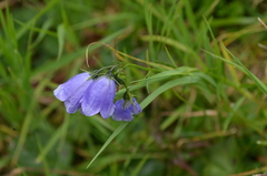 Campanula rotundifolia
