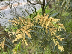 Acacia floribunda