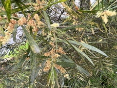 Acacia floribunda