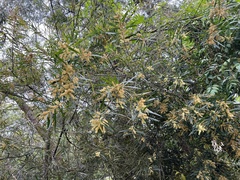 Acacia floribunda