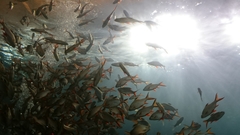 Barbonymus schwanefeldii