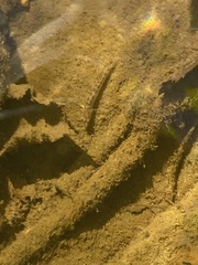 Etheostoma flabellare