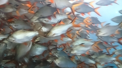 Barbonymus schwanefeldii