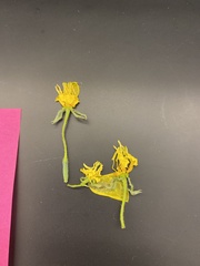 Pentanema britannica