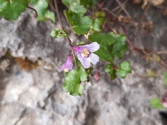 Cymbalaria muralis