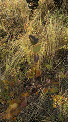 Betula pumila