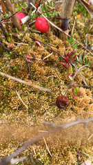 Vaccinium oxycoccos