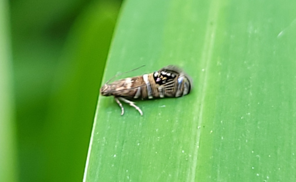 Glyphipterix argyrosema