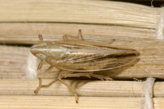 Stenocranus