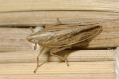 Stenocranus