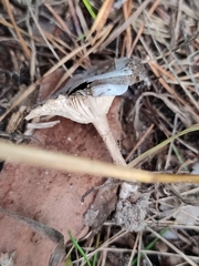 Cantharellula umbonata