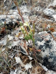 Odontites longiflorus