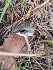 Cantharellula umbonata