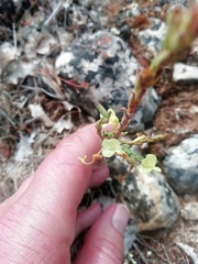 Odontites longiflorus