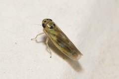 Macrosteles variatus