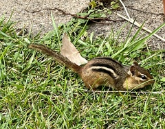 Tamias striatus