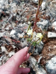 Odontites longiflorus