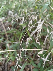 Chasmanthium latifolium