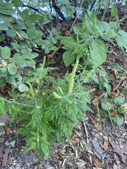 Ambrosia artemisiifolia