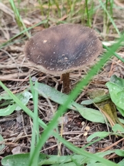 Cantharellula umbonata