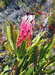 Protea neriifolia
