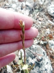 Odontites longiflorus