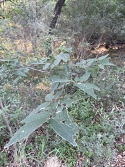 Celtis reticulata