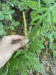 Ambrosia artemisiifolia