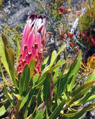 Protea neriifolia