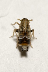 Dicranotropis hamata