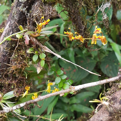 Image of Oncidium poikilostalix by (c) Arthur de Jesús Chavarría Pérez, some rights reserved (CC BY)