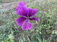 Malva sylvestris mauritiana