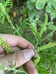 Ambrosia artemisiifolia
